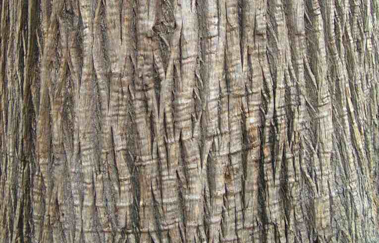 Sweet Chestnut